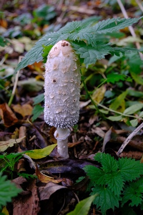 PILZE24